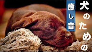 【犬用の音楽】犬が好きな音楽で癒しを！子犬から老犬までストレスを減らして健康に！