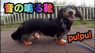 犬に音の鳴る靴を履かせたら可愛すぎたwww