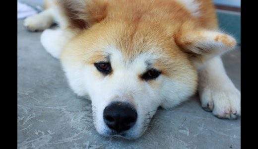 父が私の犬を散歩に連れ出した数十分に…