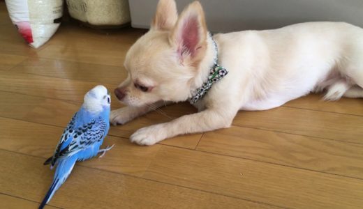 犬の鳴きまねをするインコ。