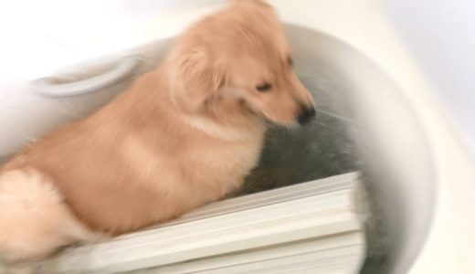 お風呂に落ちる犬