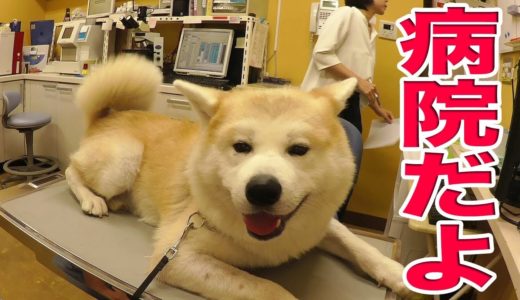 セレナで動物病院 秋田犬 　ジャーマンシェパード犬