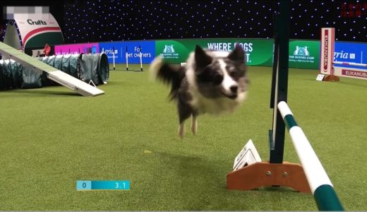 【アジリティ】賢すぎる犬のレース！「これ、走ってる人も大変だ…」【アニマルスポーツ】