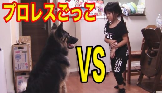 GermanShepherd.ＶＳpretty girl.大型犬ＶＳ小学一年.シェパード犬とプロレス遊び