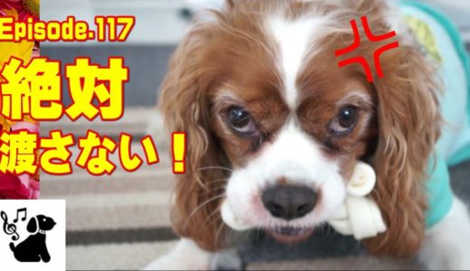 キャバリア　ブレンハイム 　面白可愛い犬動画日記117Cavalier King Charles Spaniel