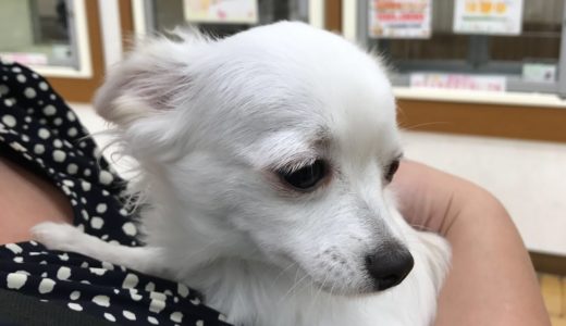 「チワワ」その犬。凶暴につき。「ロングコート チワワ」