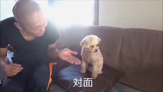 よその犬にお手を教える