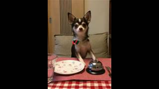 Chihuahua ringing the bell. ベルを鳴らす犬になってみた（2回目）