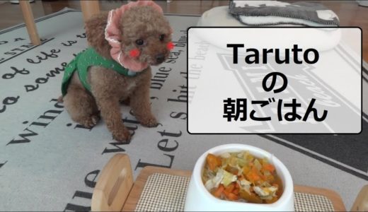 犬の手作り朝ごはん★　最後はライオンに変身!?　トイプードルのTaruto