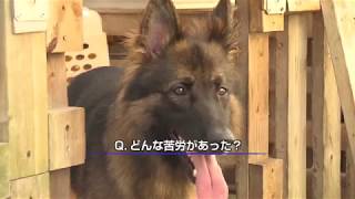 警察犬モカと指導手