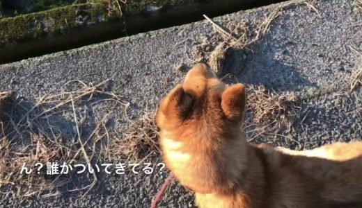 【霊感】犬には見える幽霊に気づく犬　A dog noticing a ghost