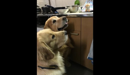 鹿肉を生で犬に与えると良いらしいので、まず私が食べてみました