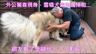 外公驚喜現身，雪橇犬完全瘋掉啦   網友看了全融化！！（影片）