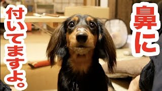 ヨーグルトが好きすぎる犬【可愛いすぎ】