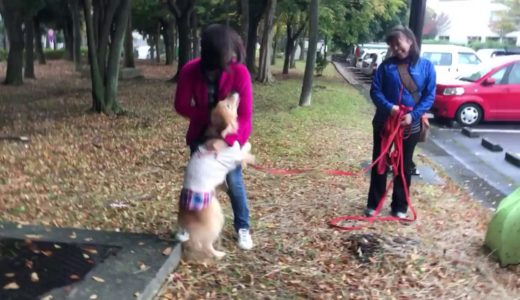 里親犬  元の飼主さんと再会【ゴールデンリトリバ里親日記】