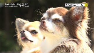 わんにゃん2018 犬15秒CM