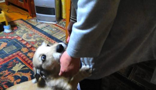 犬に不慣れな姉さんが家に来た！歓迎する犬と挨拶なしの猫