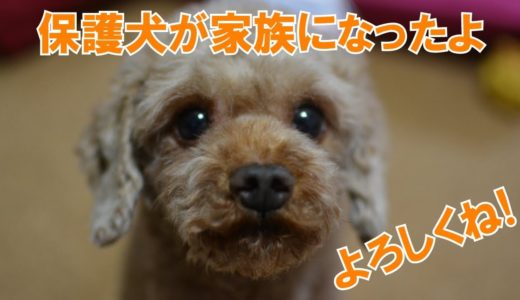 トイプードルの保護犬が家族になりました