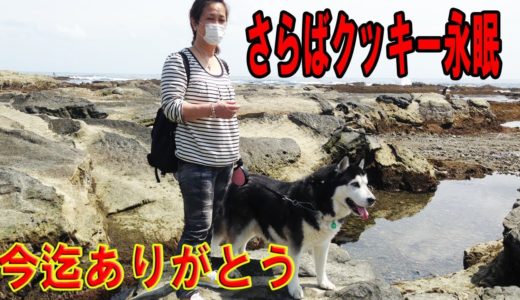 シベリアンハスキー犬クッキーさようなら・今迄ありがとう。