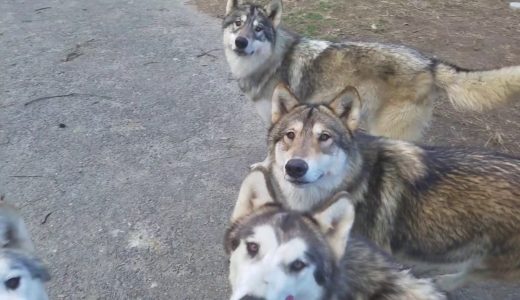 焼き芋を持って狼犬の群れに入ったら