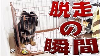 【リリィ】 留守番中の犬の脱走の瞬間