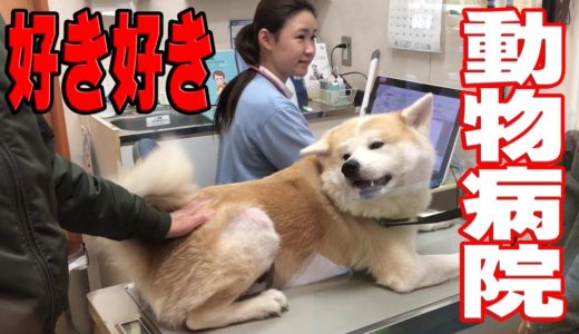 秋田犬 好き好き女医さん 動物病院ワンダフルフル♪