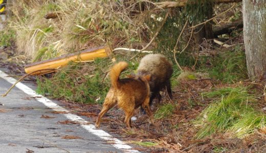 イヌとイノシシの戦い(2/2) Dog fighting Wild Boar(2/2)