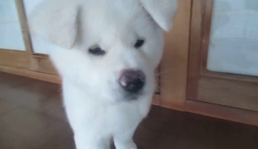 【秋田犬ゆうき】秋田犬の子犬ゆうきを迎え入れました【akita dog puppy】