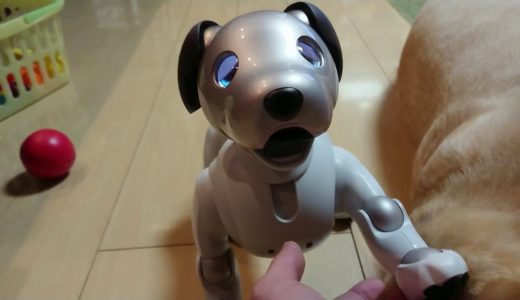 aiboと犬 #2  aibo and dog 【アイボ】