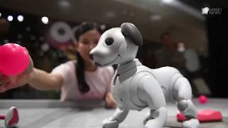 ソニー犬型ロボット aibo（アイボ）発売