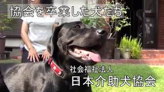 日本介助犬協会を卒業した犬たち