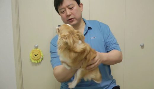 犬の上手な扱い方