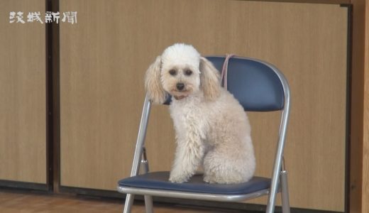 「犬や人たたかないで」　警察犬の生い立ち語る　飼い主講演　茨城町・大戸小