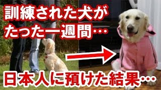 【海外の反応】衝撃!警察犬並みに訓練された英国人の愛犬、日本人にたった１週間預けると犬が激変して戻ってきた…別の日本人に預けると、また同じ状態で戻ってきた…