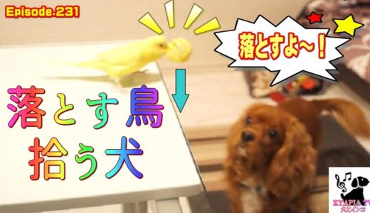 インコが落として犬が拾う　パシリ犬 Dog to serve budgerigar キャバリア231