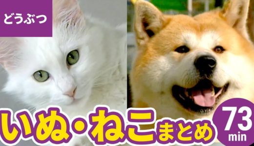 動物・いきものまとめ［1］大型犬・小型犬・猫：秋田犬／土佐犬／ラブラドール・レトリーバー／ゴールデン・レトリーバー／ポメラニアン／柴犬／チワワ／三毛猫／マンチカン／アビシニアン ほか〈73min〉