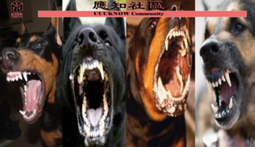 世界四大最頂級護衛犬，魔鬼面孔天使心腸。