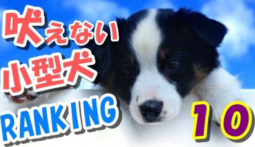 【おすすめ】吠えない小型犬ランキング１０・・・愛犬を選ぶ時に考えよう！