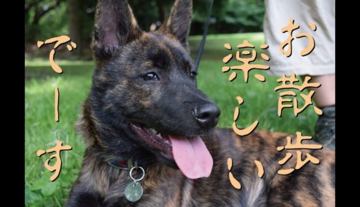 甲斐犬が散歩デビューして間もない頃＝！【甲斐犬・柴犬】