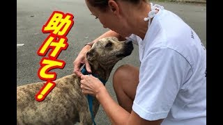 子犬を助けて！とお願いしてきた母犬。 そして、後をついて行くと・・・