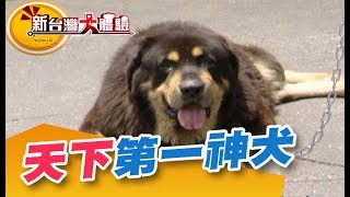 獨家！接生藏獒寶寶 獒犬老大堪稱天下第一神犬《新台灣大體驗》第121集 廖慶學