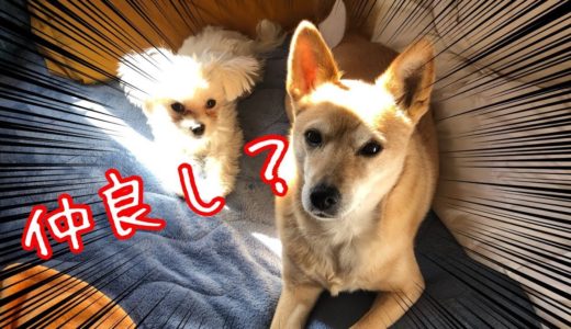 新入りマルチーズのちゅーぶくんと先住犬柴犬ミックスのスーちゃんのちょっと微妙な関係