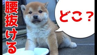 【柴犬子犬】てんちゃん見知らぬ天井に腰抜ける　太郎の犬モノガタリ＃６