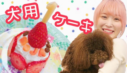 【簡単レシピ】犬用ケーキ作ってみた♡!!〜トイプードルもじゃ、1歳のお誕生日♡〜