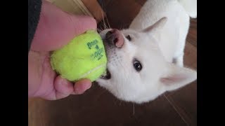 【秋田犬ゆうき】朝からスイッチが入り家中走り回る【akita dog puppy】