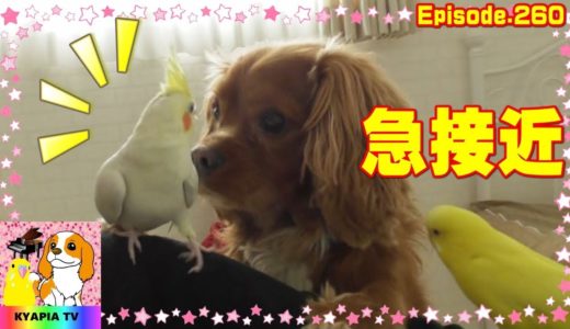 犬とインコの急接近・キャピア tv260　The rapid approach of the dogs and parrots.