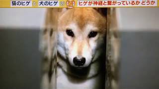 犬と猫のヒゲの違いの実験が可愛すぎる！ｗ