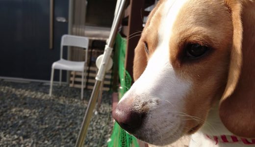 きょうのうぃるさん(ビーグル犬 Beagle dog) きょうはなんだか朝からとても穏やかです( ﾟДﾟ)