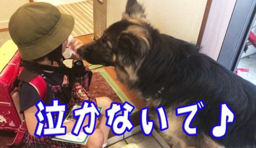 German Shepherd dog♪シェパード犬子供が心配泣かないでりりか