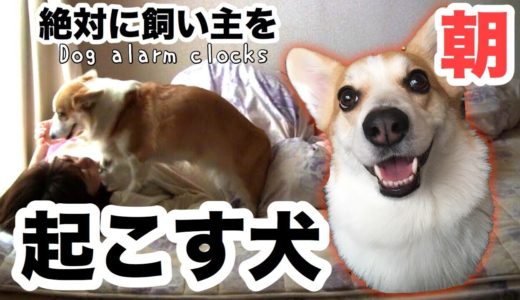 【笑う犬】飼い主を起こすコーギー Dog Waking up Owner